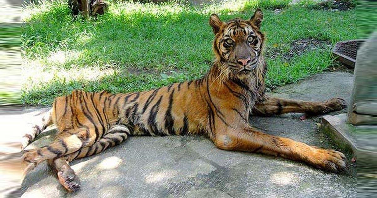 Fermer le Zoo de Surabaya 