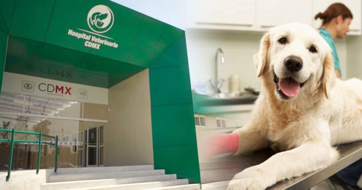 Hospital  público para mascotas