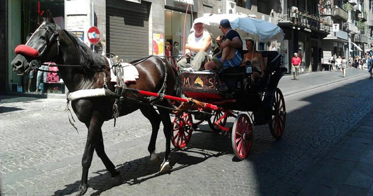 Obligar a chipear y a tener control veterinario trimestral a los caballos que tiran de carrozas