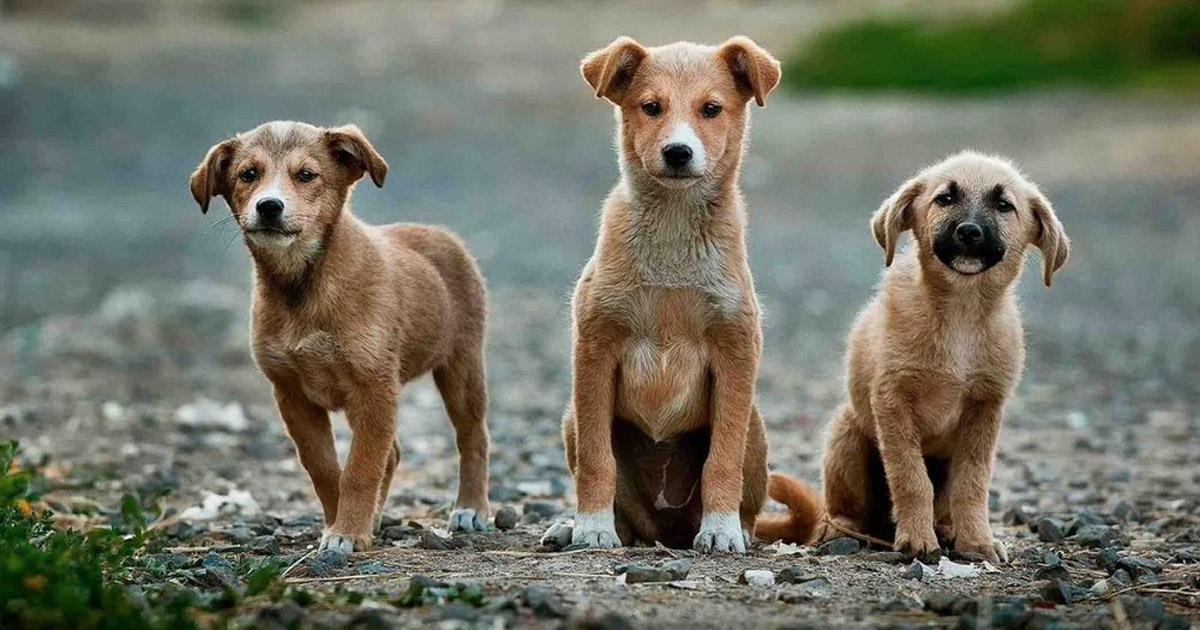 Por un real compromiso por parte del Gobierno de la Ciudad para ayudar a los animales