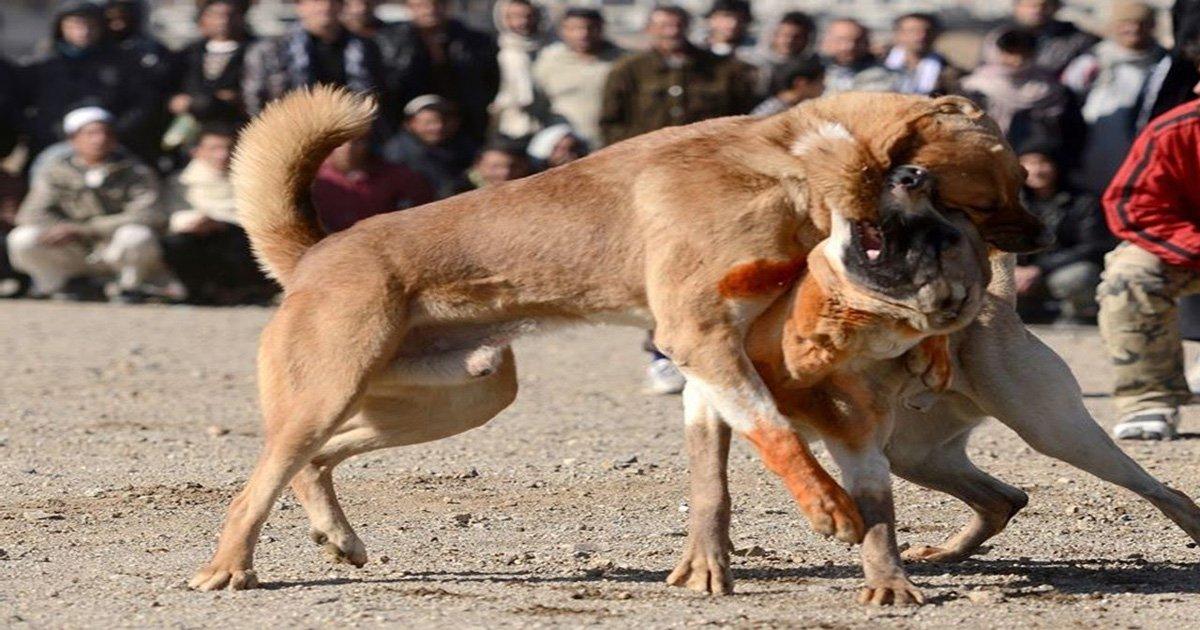 Prison pour organisateurs de combats de chiens