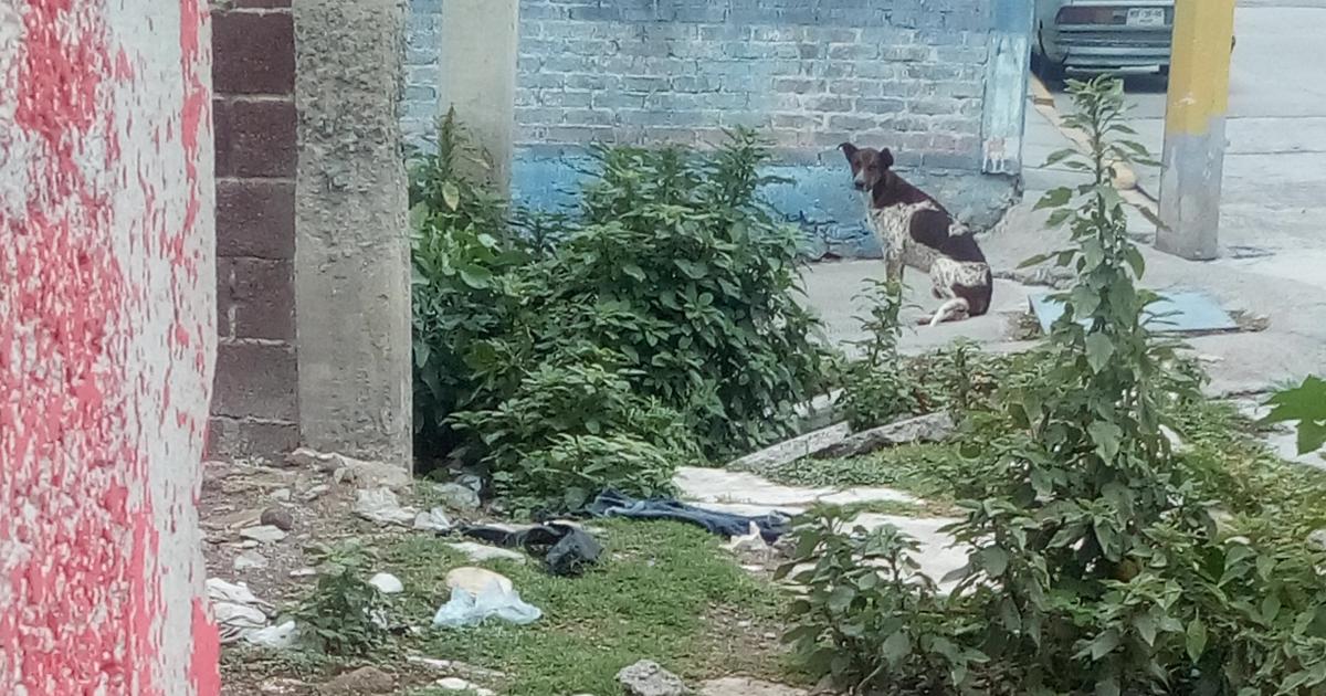 Put feeders for abandoned dogs