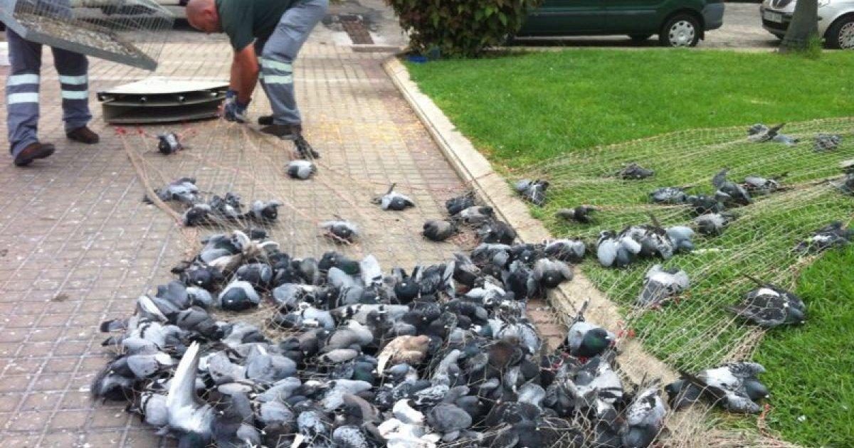 Que Dejen de Exterminar Palomas, Existen Piensos Esterilizadores muy Efectivos que Podrían Usarse en Vez de Gasearlas