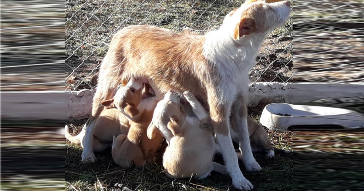 Ayuden económicamente a centros de acogida para realizar castraciones, y regulen la propiedad de animales