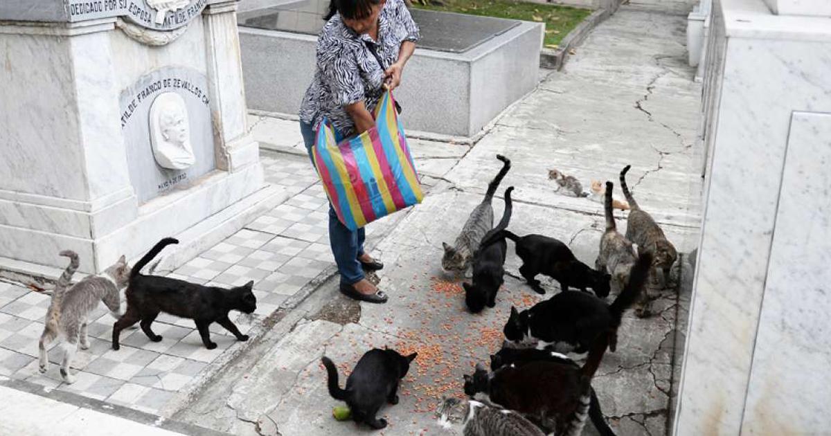 Esterilización y adopción de gatos en el Cementerio General de Guayaquil, Ecuador