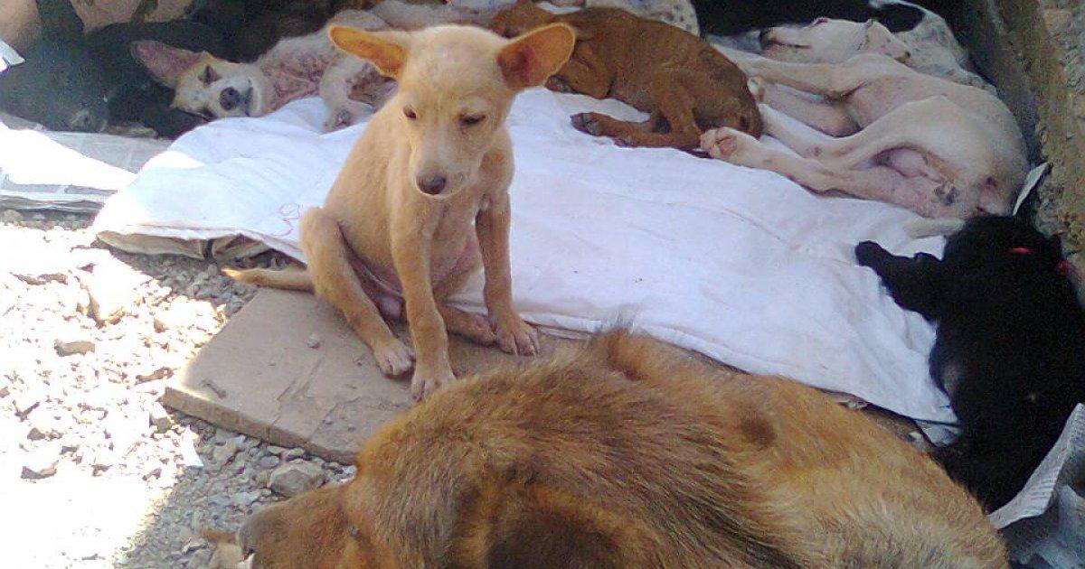 That animal protection laws are enforced and create shelters for puppies in Venezuela