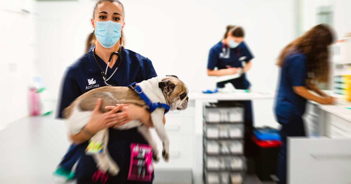 Implementar un hospital para animales