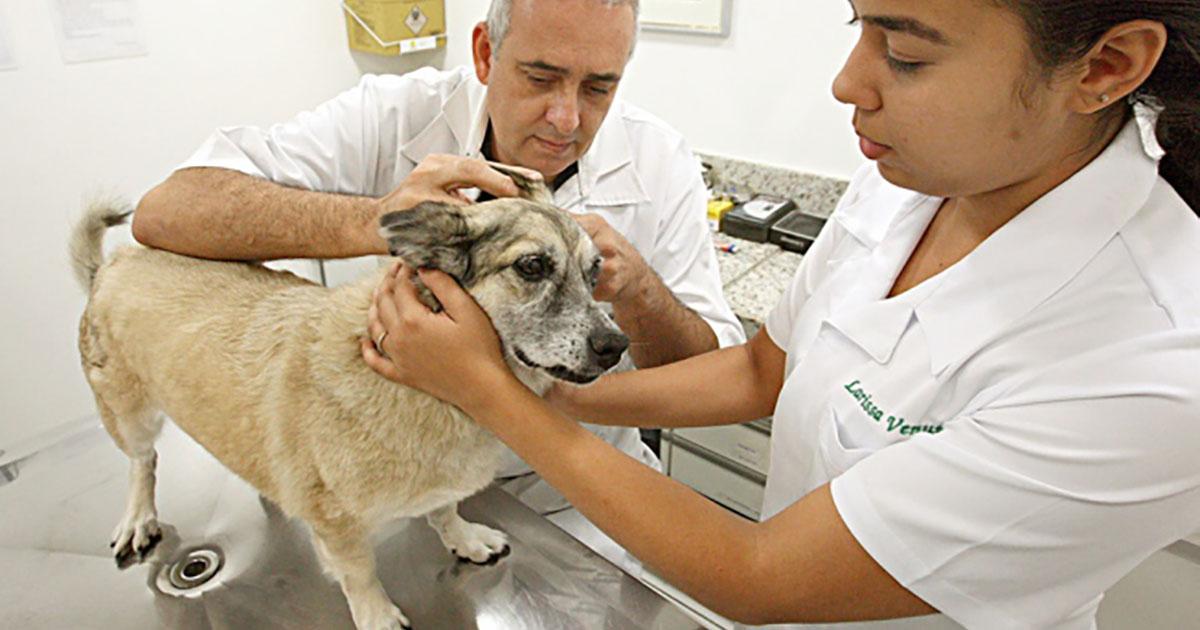 Hospitales públicos para tratar y recibir animales heridos y enfermos