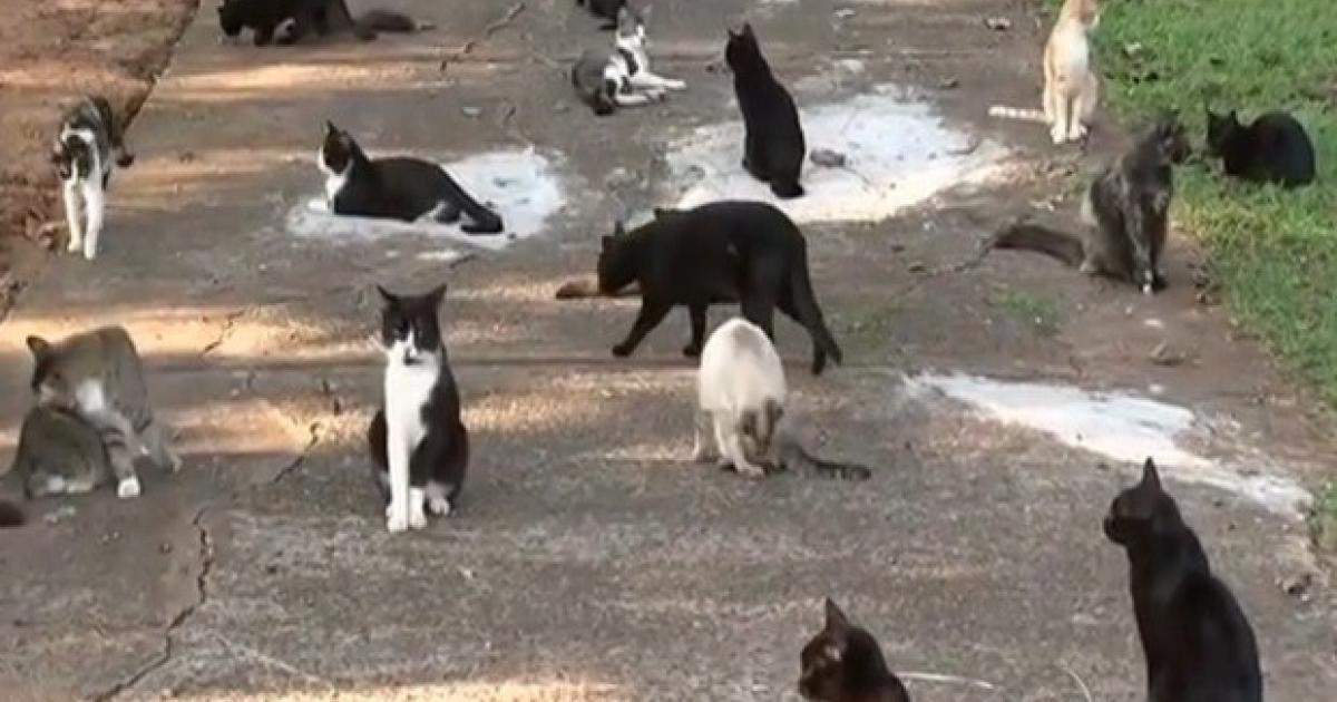 Castración de gatos y perros callejeros