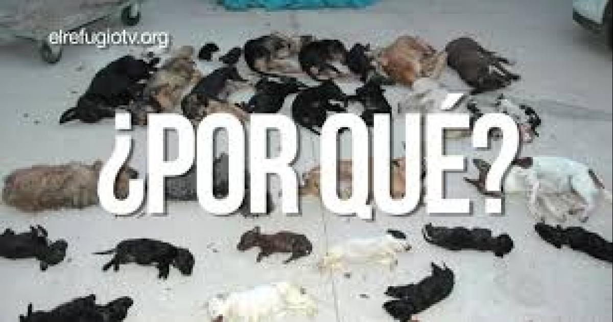 They condemned to 3 years and 9 months of prison to the murderer of more than 2000 dogs and cats!