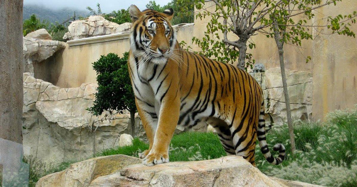 Salve o tigre da Terra Natura