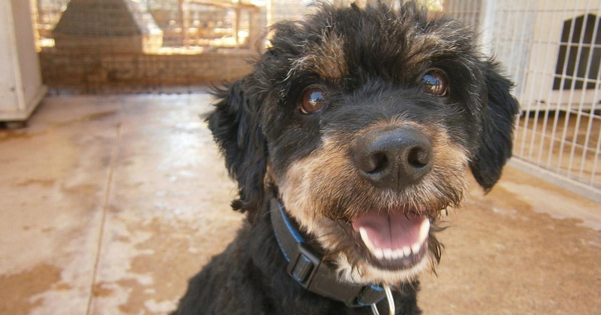 Hagamos Refugios Para Todos Los Perros Callejeros Que Sufren A Diario El Maltrato Hambre Sed Frio