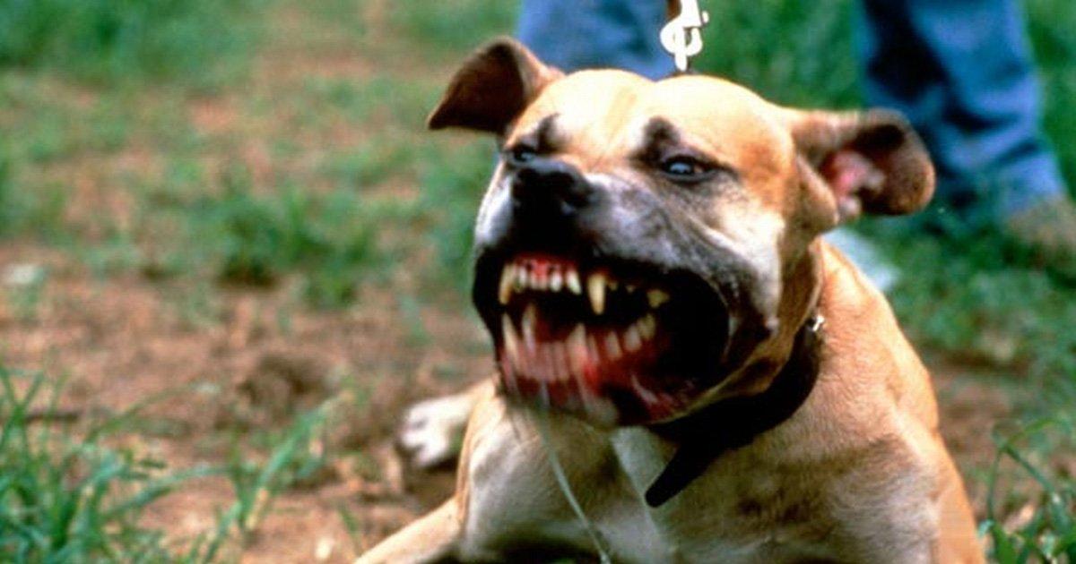 Stop dogfighting and animal abuse in Kimberley