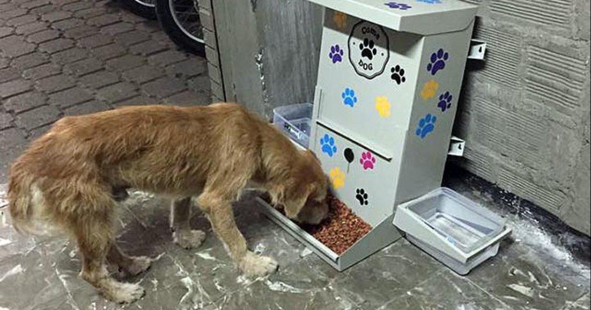 Food and water dispenser for stray dogs in Argentina!!