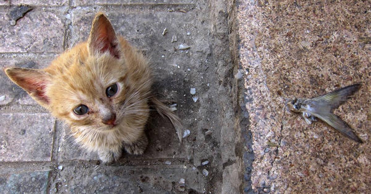 Respeten la vida y el espacio de los gatos callejeros