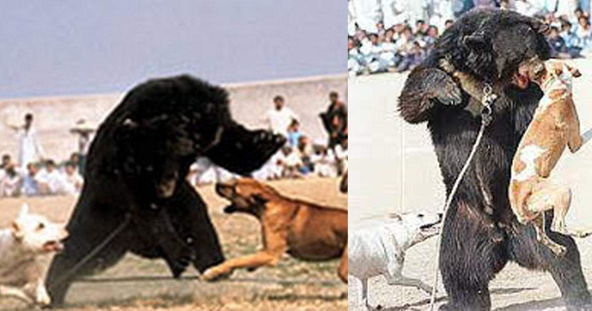 Detener las peleas de perros y osos