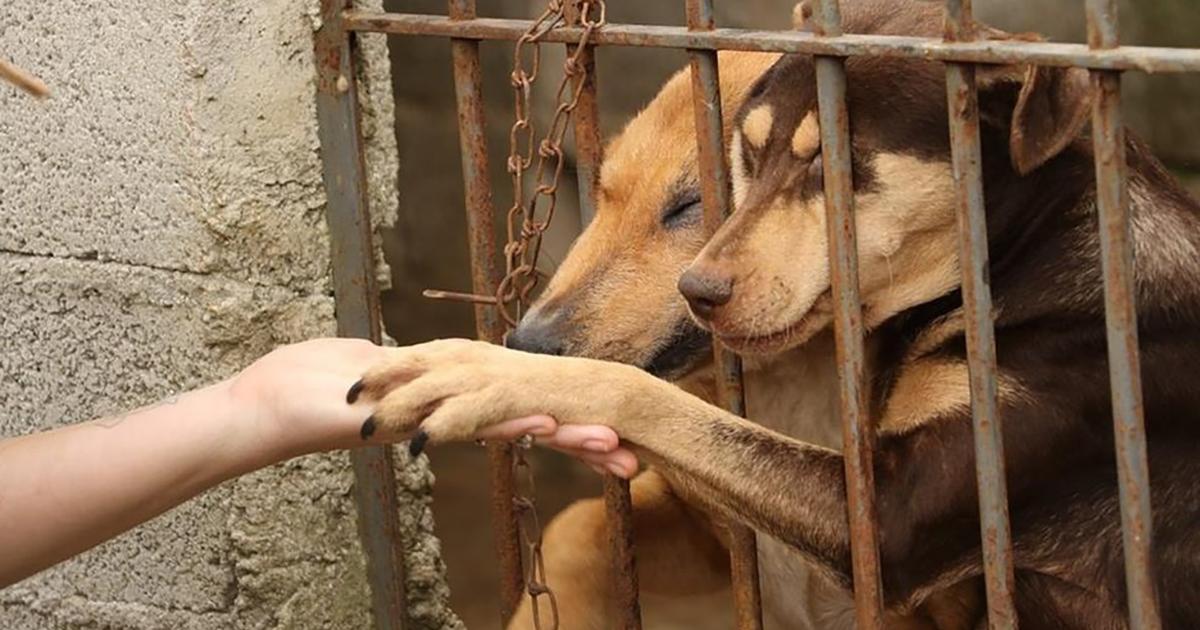 Que se modifiquen las Leyes para otorgar más castigos a los maltratadores y asesinos de animales