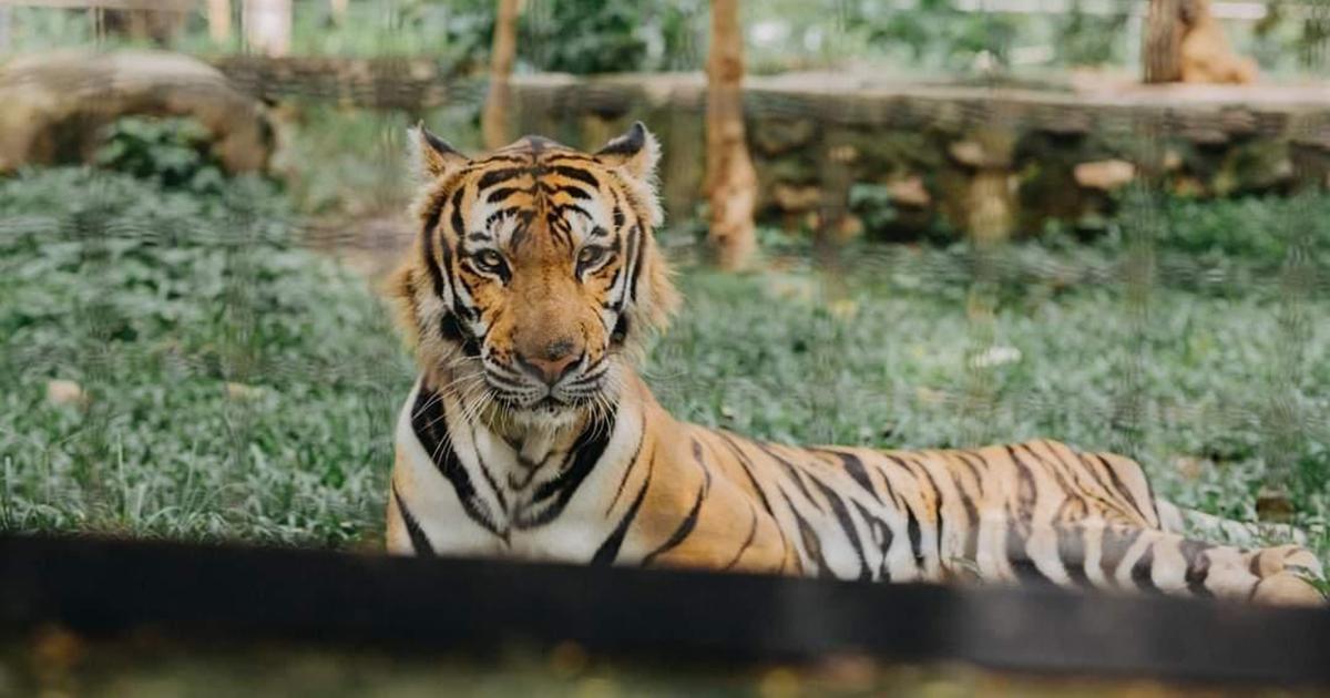 Transferir a los animales a un lugar más seguro