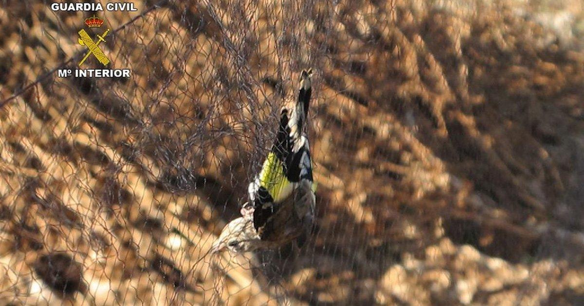 Protejamos a los pájaros silvestres en España!