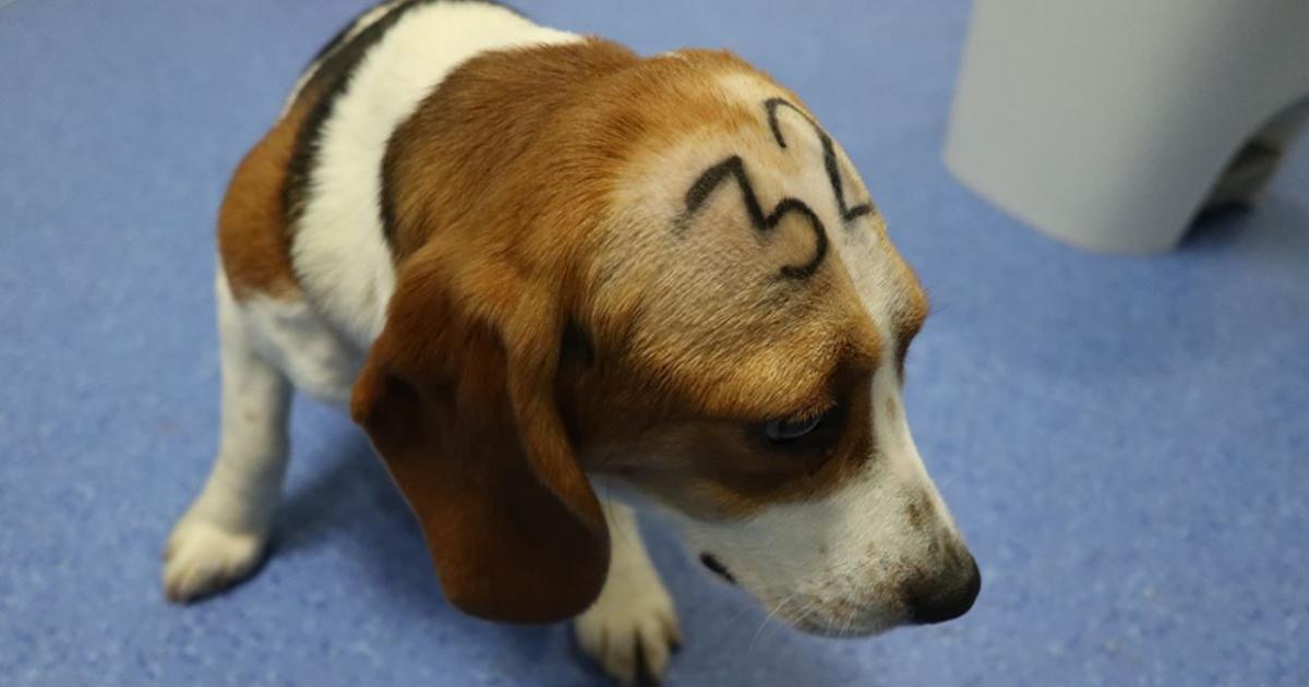 Signer contre les tests sur les animaux dans les laboratoires pharmaceutiques