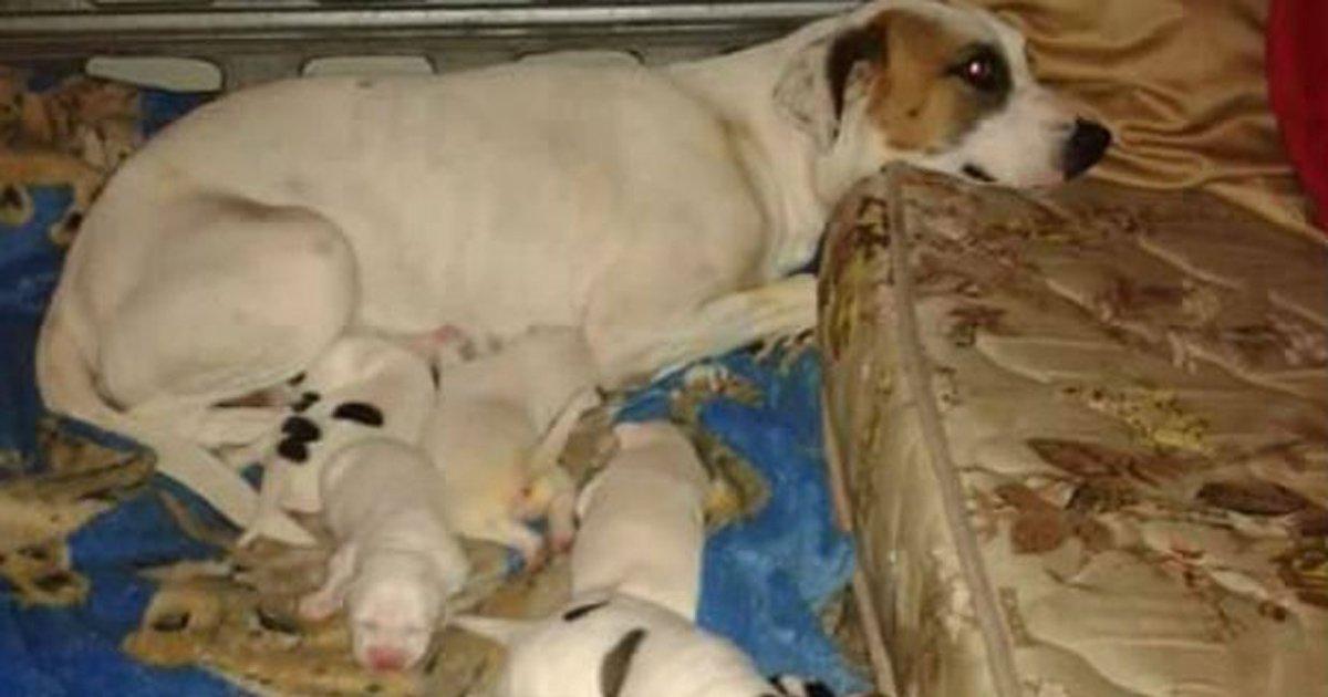 Punire il militare che ha ucciso un cane di nome Polaca,a Curitiba - Paraná, e ha lasciato i suoi 5 cuccioli