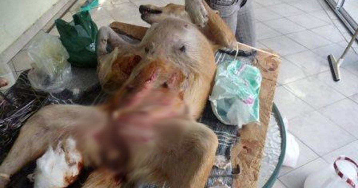 Que vayan presos los violadores y asesinos de la perrita Sheyla!