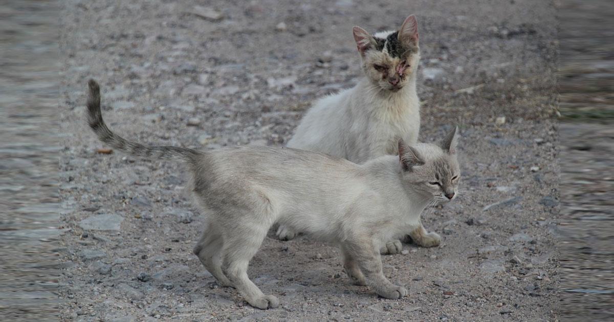 Help two cats, they want to fine the people who feed them