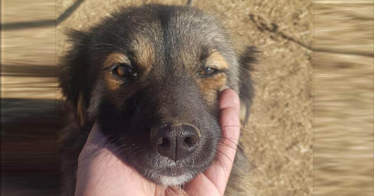 Prohibir la venta de animales, reproducción como fábrica de perros, gatos, etc.