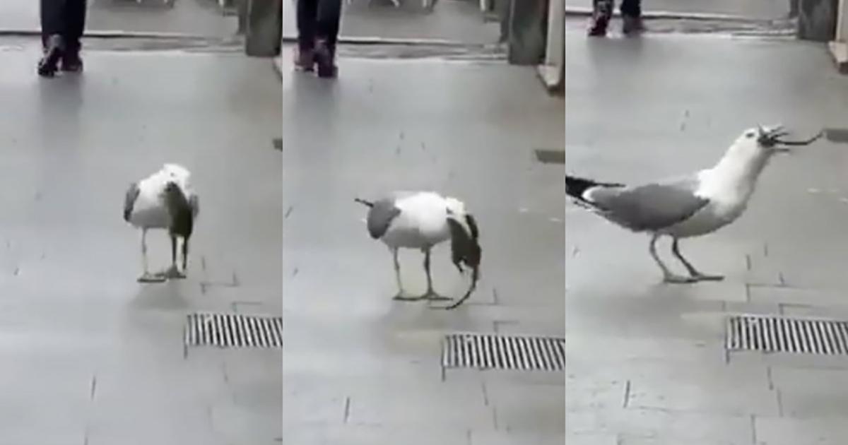 Don't let seagulls eat sewer mice