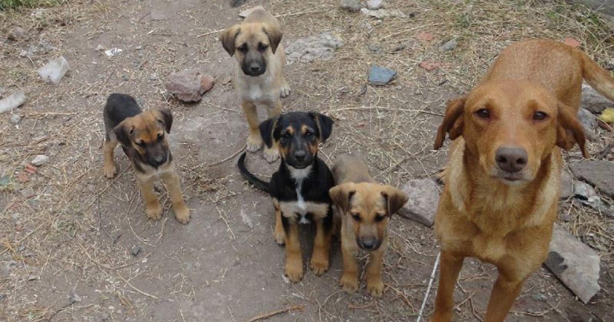 Paren con el maltrato hacia los animales, que sepan que ellos nos tienen a nosotros para hacer respetar sus Leyes