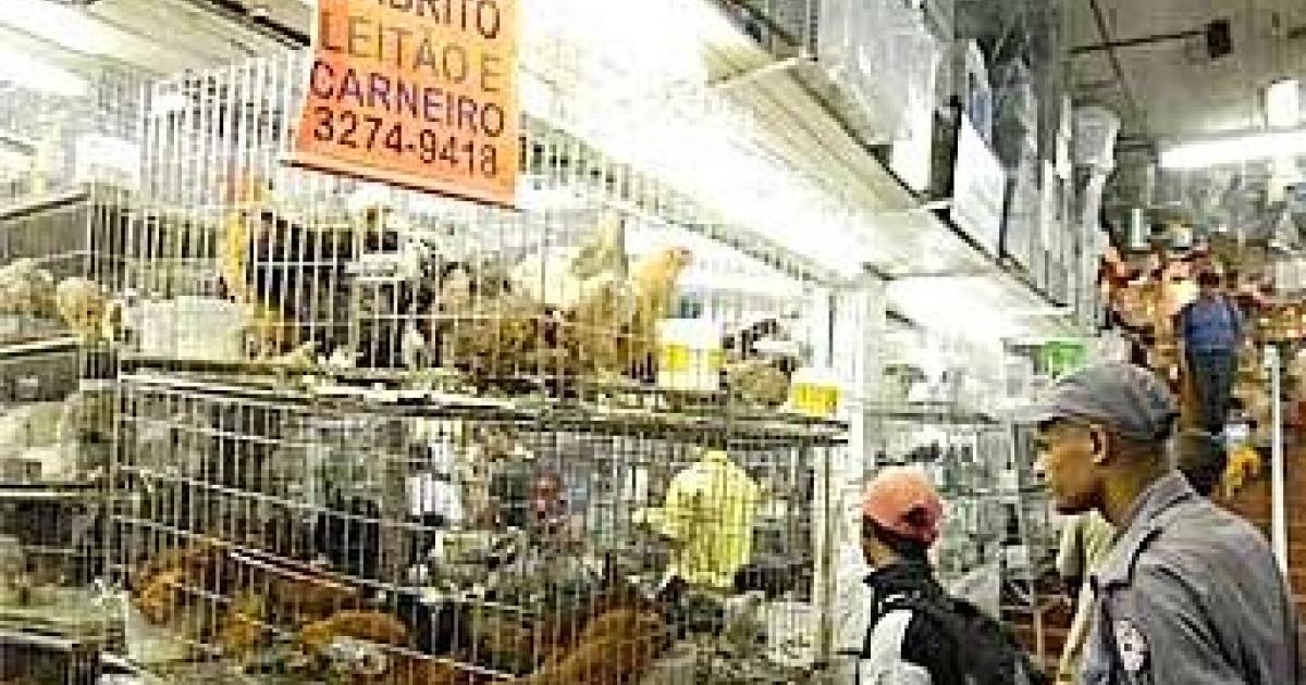 Mettere una fine definitiva per la vendita di animali vivi nel mercato centrale di Belo Horizonte