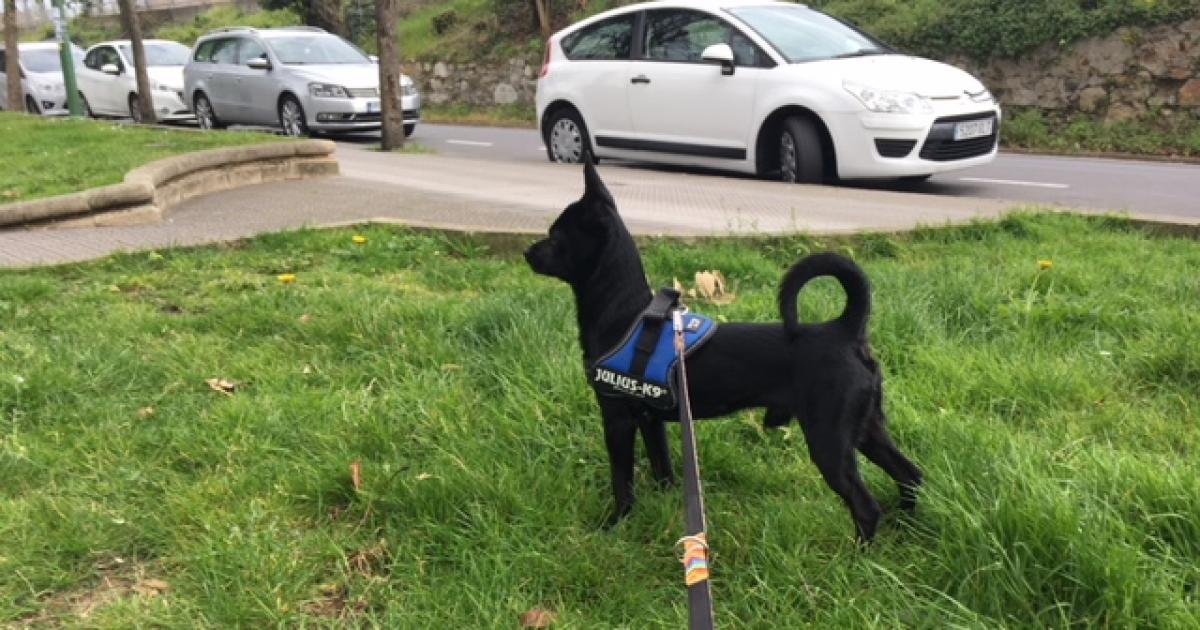 Zonas acotadas para perros