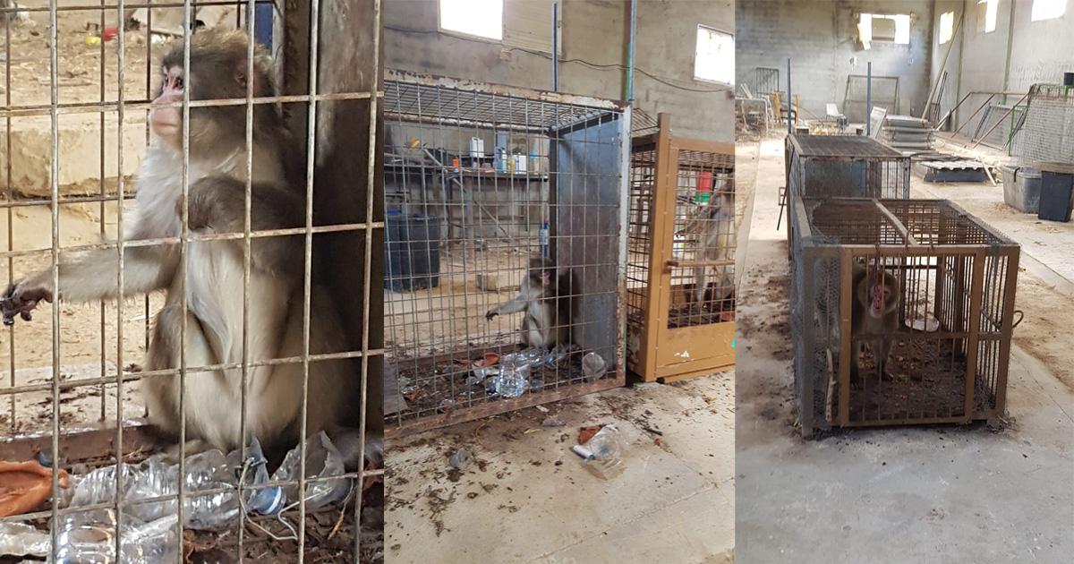 Cinque macachi giapponesi vengono salvati e trasportati nel Galles Ape & Monkey Sanctuary nel Regno Unito
