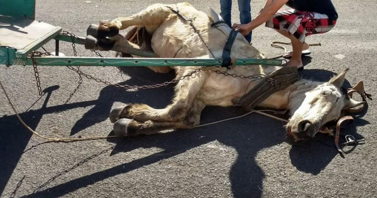 Proibição permanente de tração animal em carroças