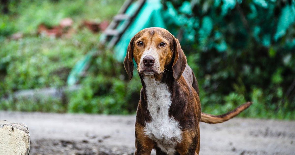 Por una Ley para que no se maltrate mas animales, y que se construyan refugios