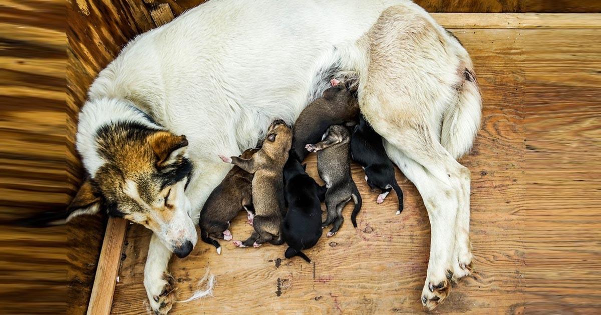 Clínicas de castración y de salud para los animales de la calle