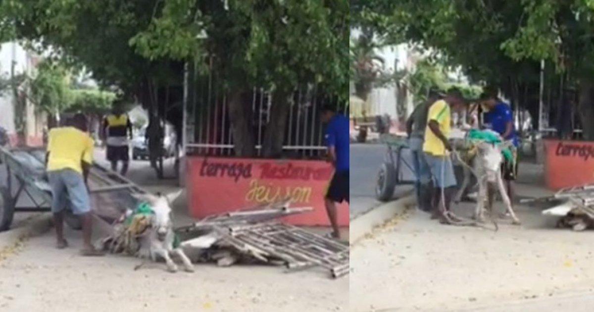 O prefeito de Cartagena muda mulas para autocarros
