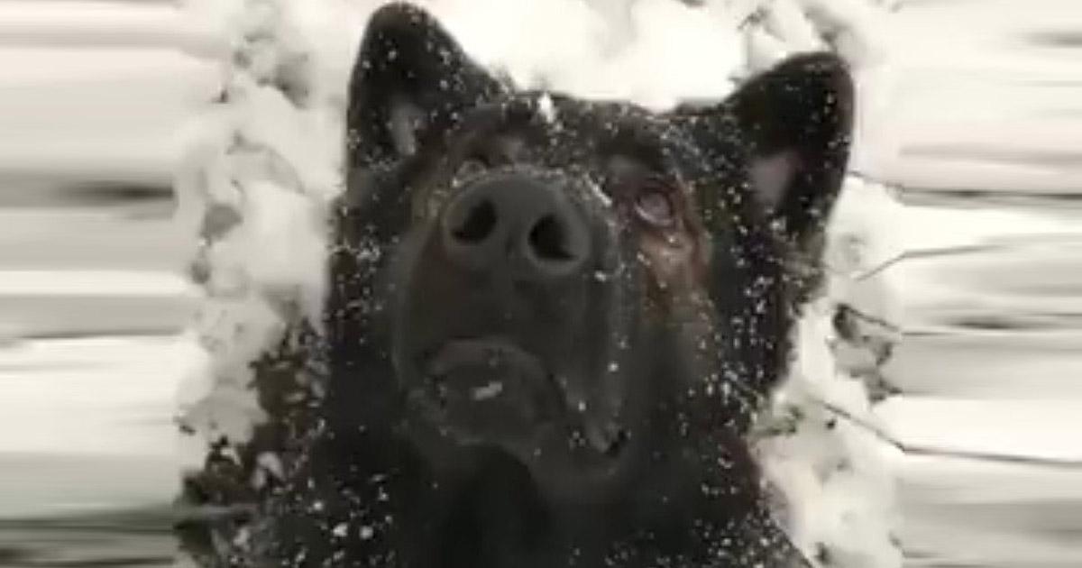 Provean a los animales de paja u otros medios para evitar el frío en invierno dentro de los gélidos cheniles