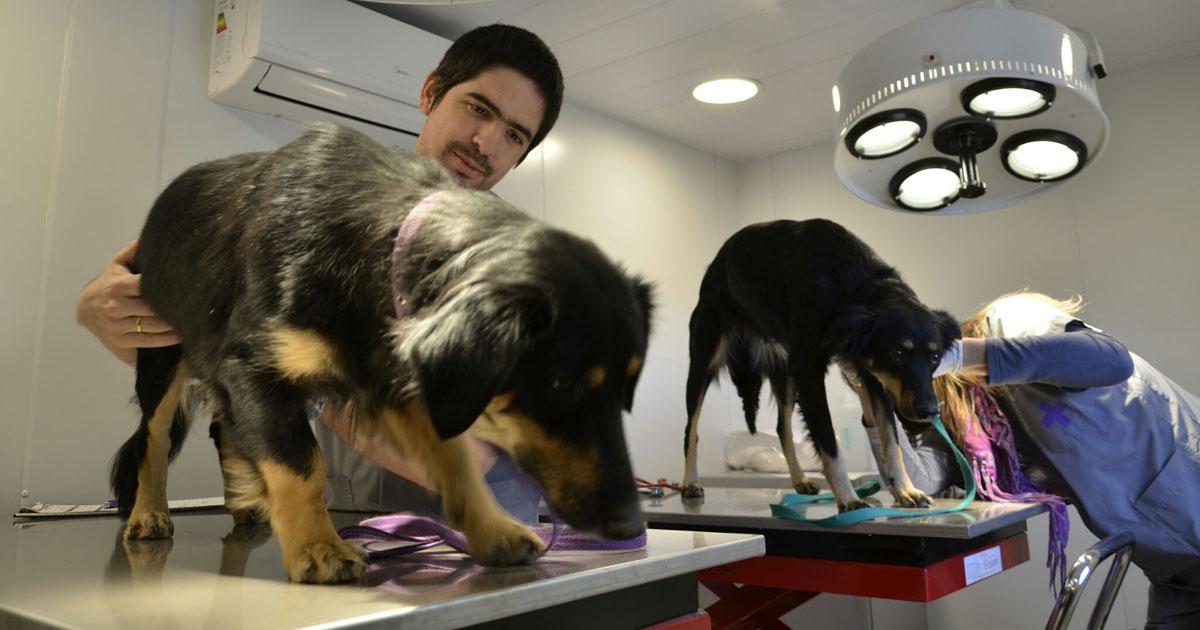 Crear más ONGs y hospitales para ayudar a los animales