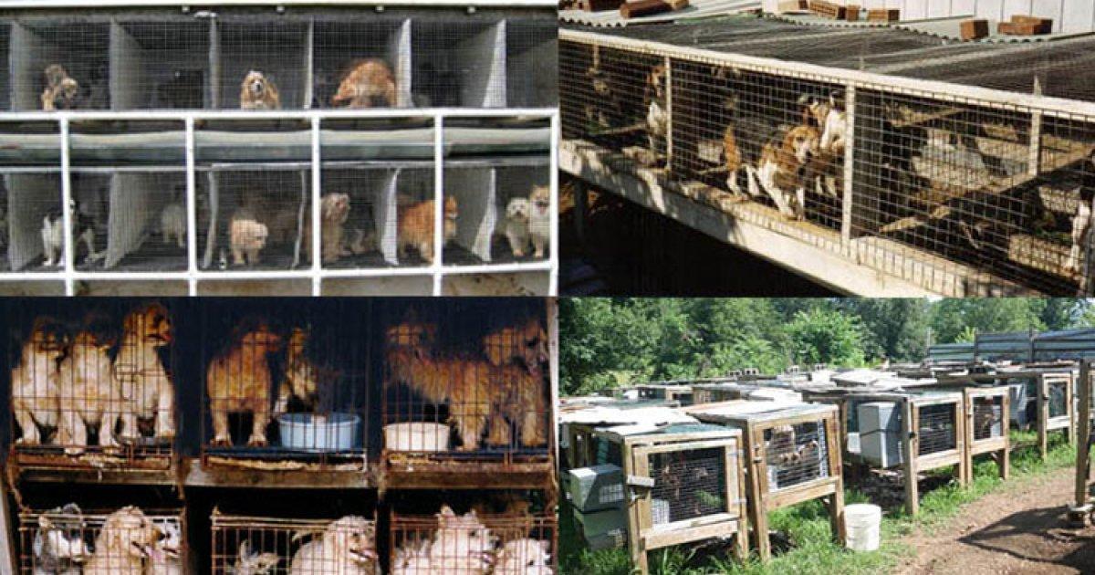 Close puppy mills throughout Spain