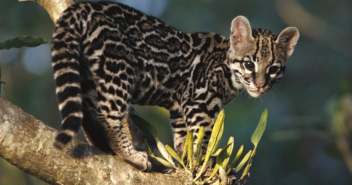 Salvar da extinção os grandes felinos selvagens