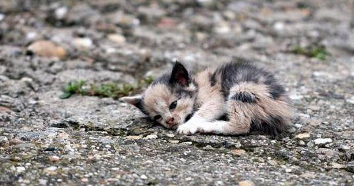 Que no maten a los gatos