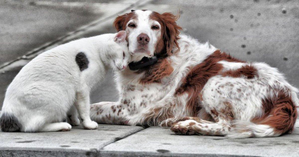 Cambio urgente de las Leyes para la Protección de nuestros Animales