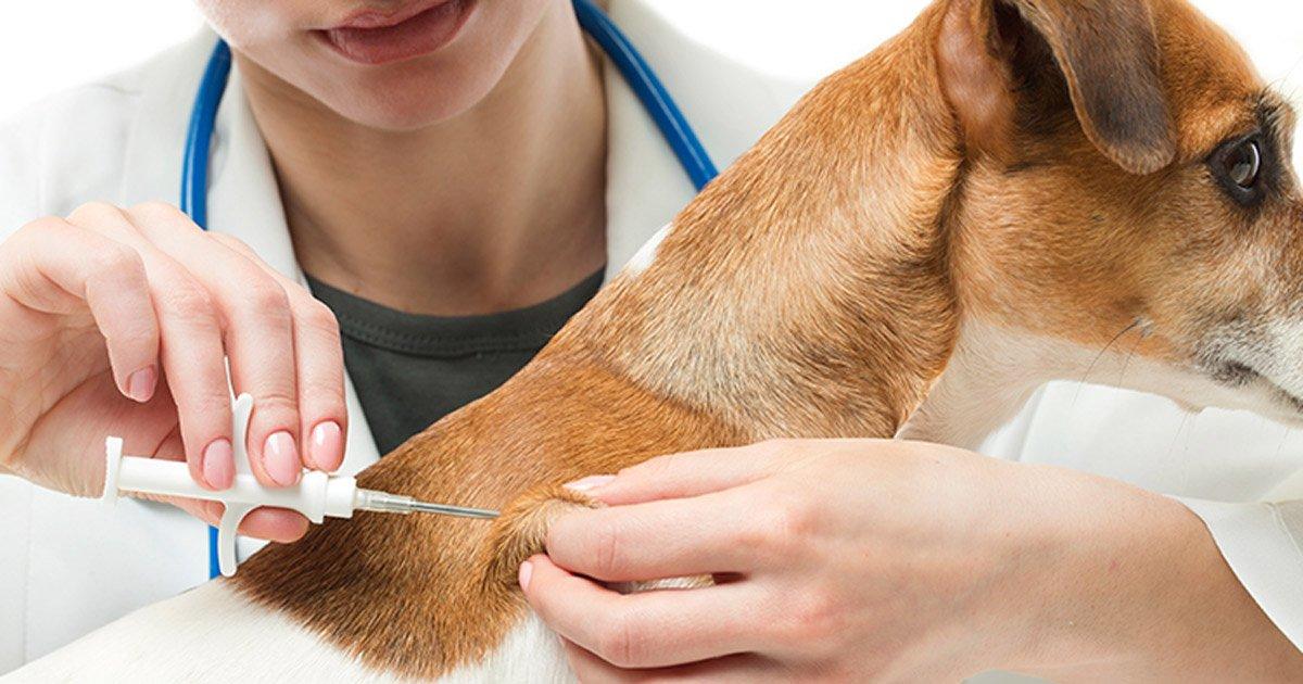 Chip Implantado OBLIGATORIAMENTE en los Animales que se Dan en Adopción