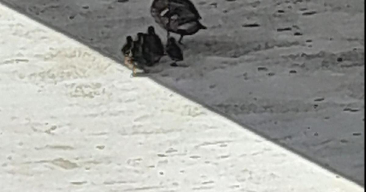 Que pongan en activo el lago del Parque de Catalunya