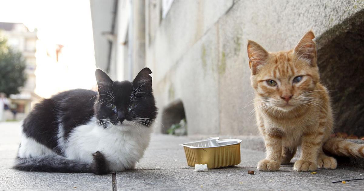 Ayudar, alimentar, crear casitas de los gatos de la calle y esterilizarlos