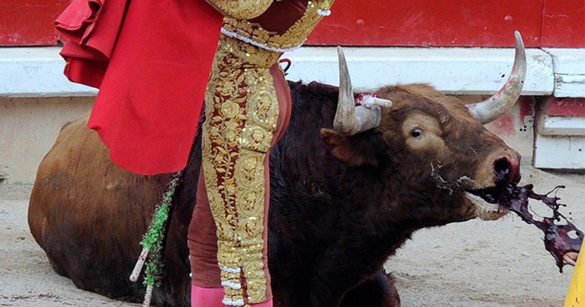 Dejen de sacrificar animales en las corridas de toros, así como novillos