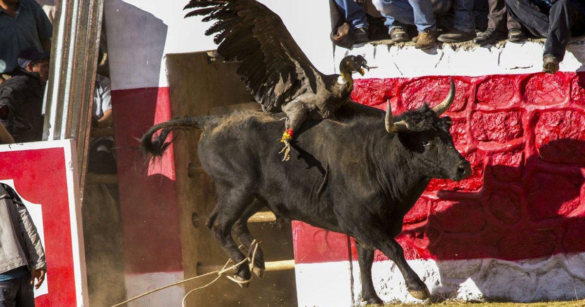 Arrêtez la fiesta Yawar où ils tuent un condor et un taureau