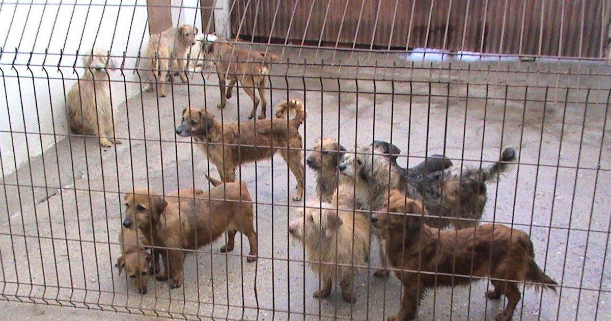 Proibire tortura e la morte con mezzi illegali fulminanti animali nei canili con cavi elettrici