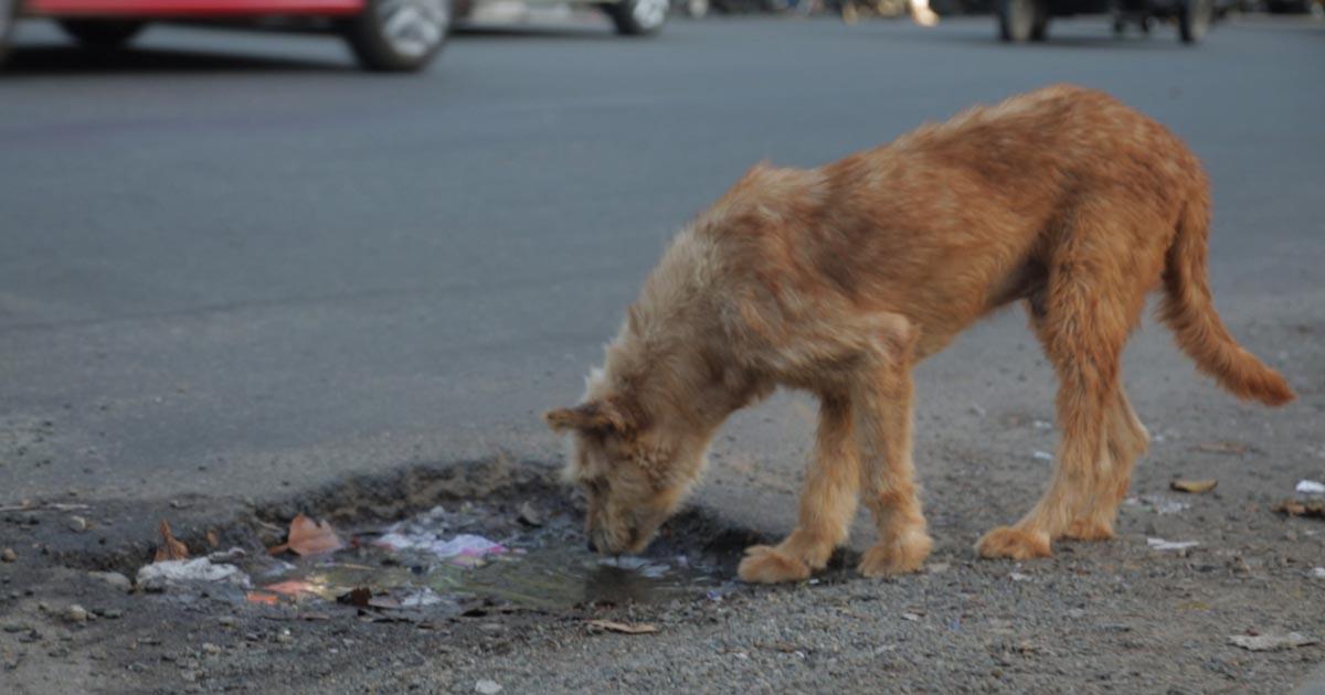 Dar hogar a los perritos y gatitos callejeros